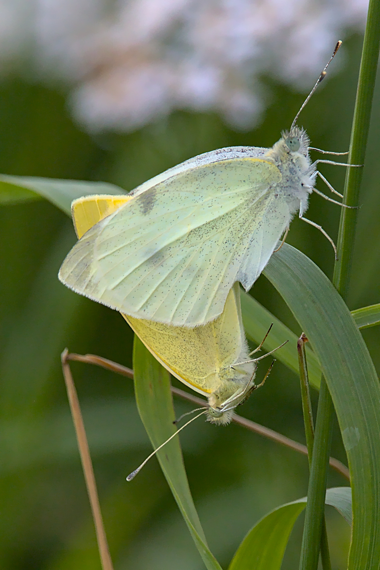 Große Kohlweißlinge bei der Paarung